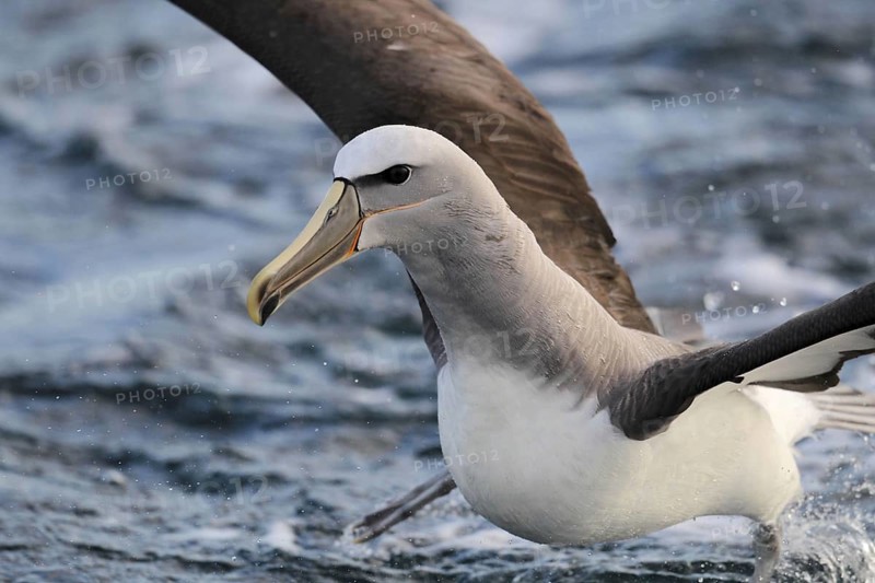 Adult salvin's albatross