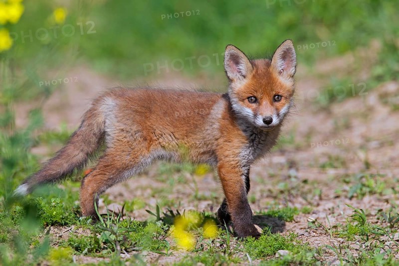 Cute red fox