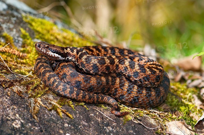 Alpine Asp Viper
