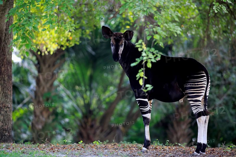 Okapi