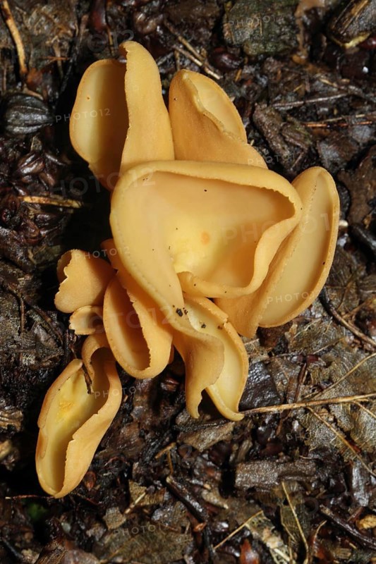 Dog-eared