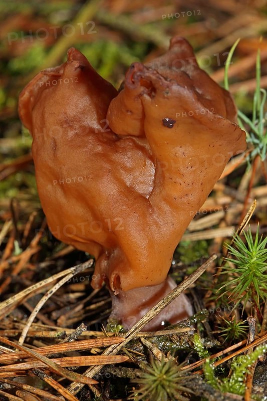 Bishop's cap