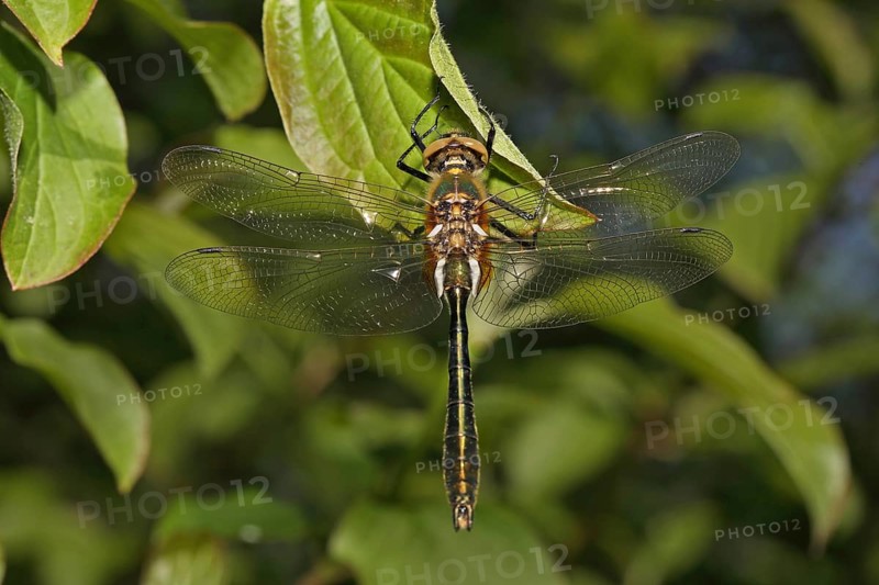 Falconfly