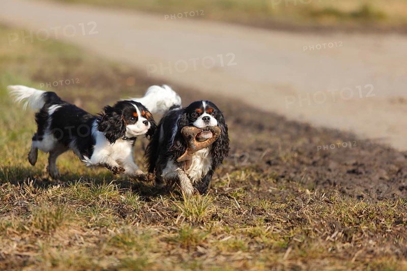 Cavalier King Charles Spaniel