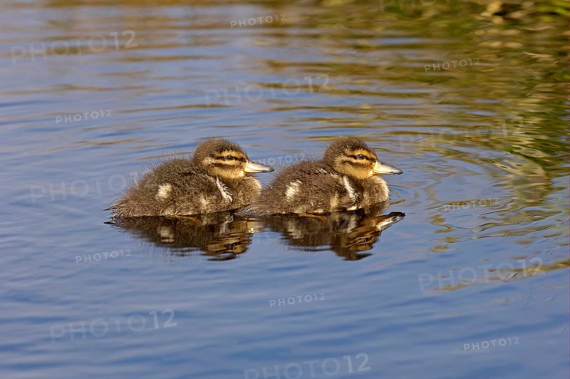 Patagonian crested duck