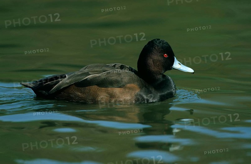 Red-eyed Duck