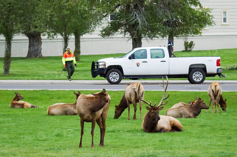 American elk