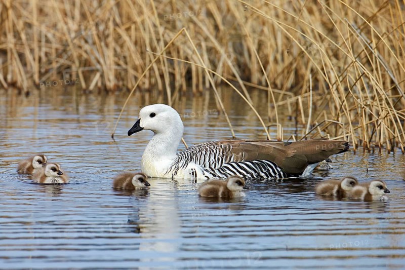 Upland Goose