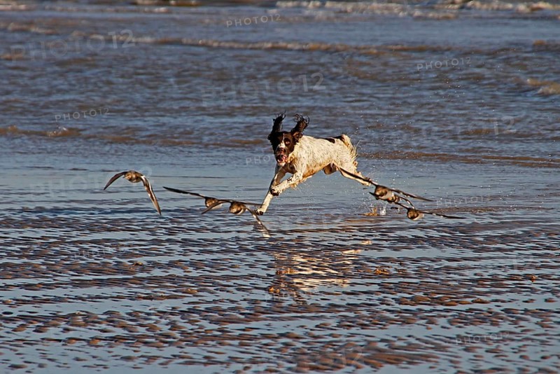 Springer Spaniel hunting Turnstones
