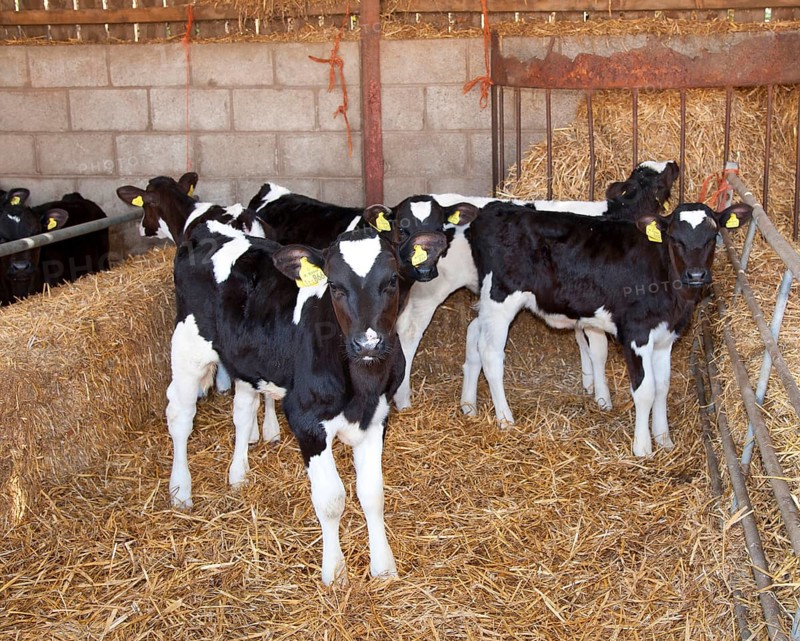 Domestic Cattle