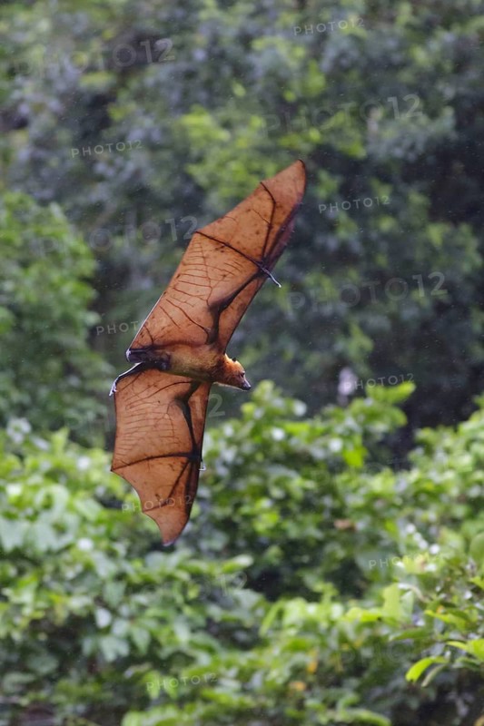 Bismarck flying fox