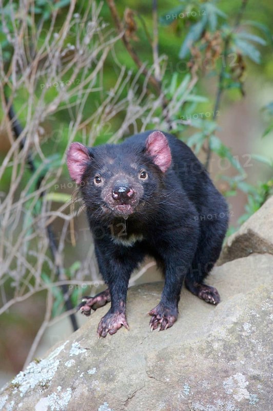 Tasmanian devil