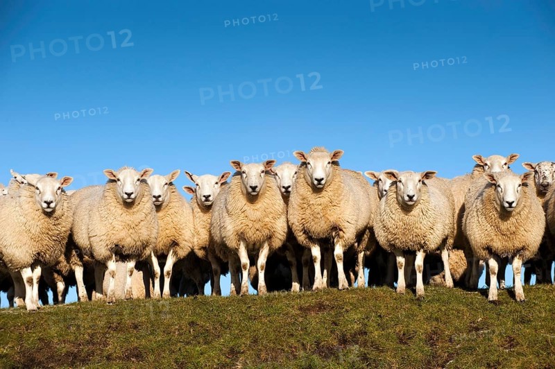 Domestic Sheep
