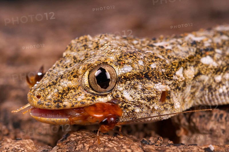 Adult Moorish common wall gecko