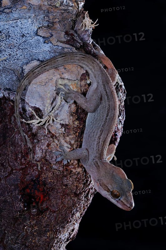 Dragon-blood Tree's Gecko
