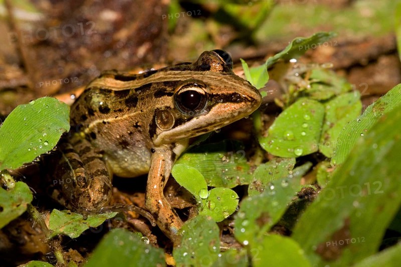 Mascarene rocket frog