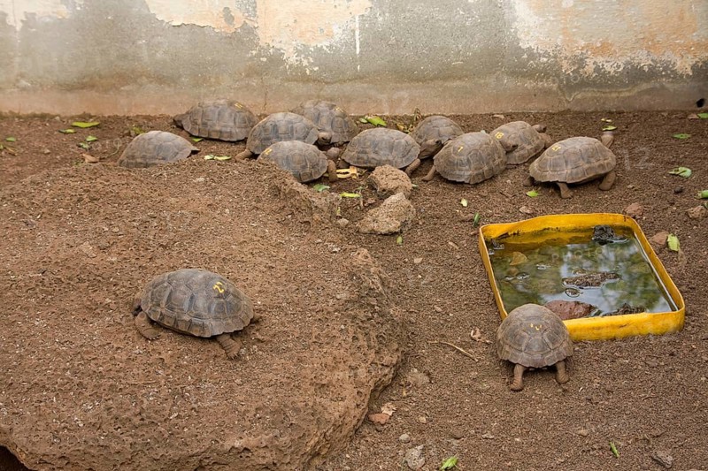 Geochelone elephantopus darwini