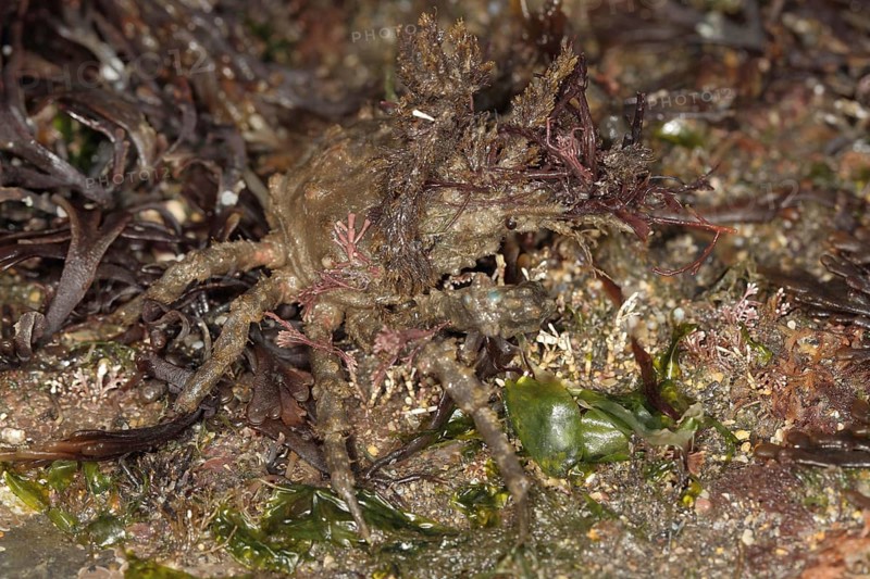 Spider crab