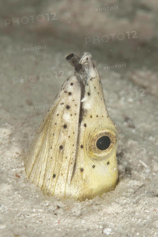 Highfin Snake-eel