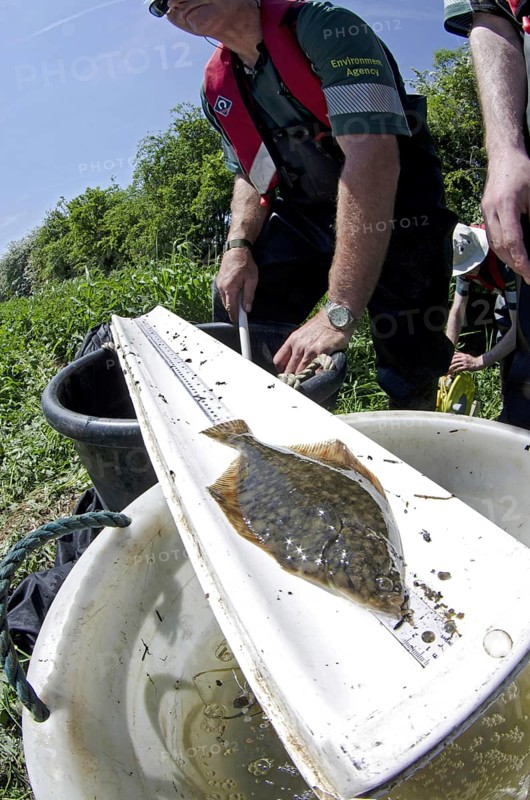 European Flounder