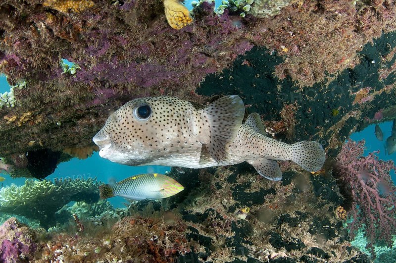 Star puffer
