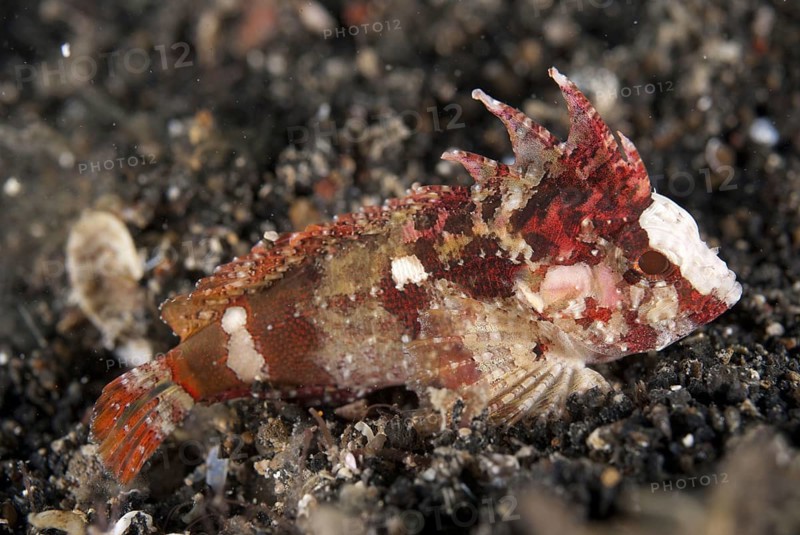 Longfin