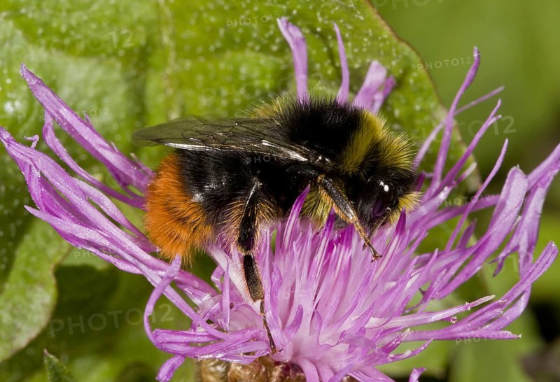 Stone bumblebee