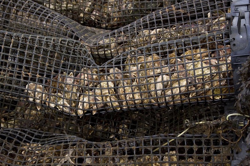 Oysters are covered by the tide in Loch Gruinart on Islay