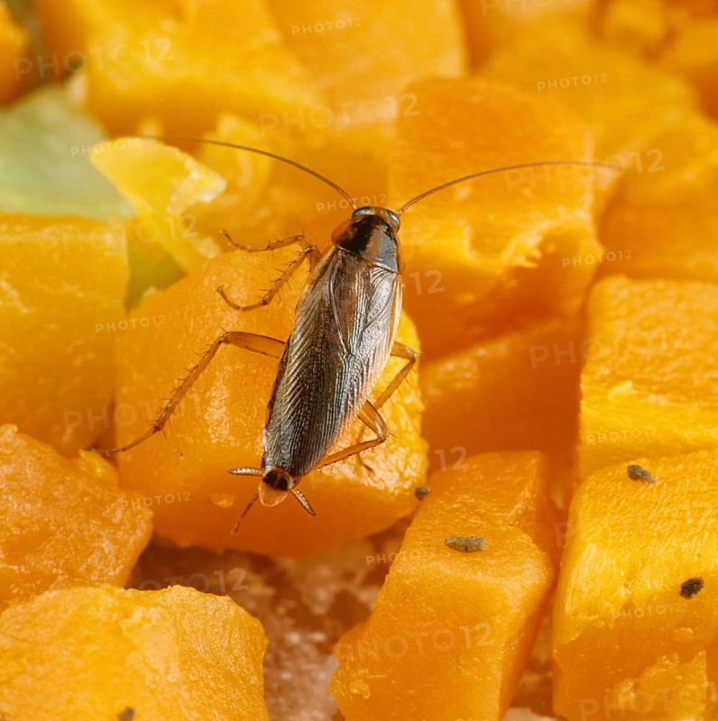 German cockroach