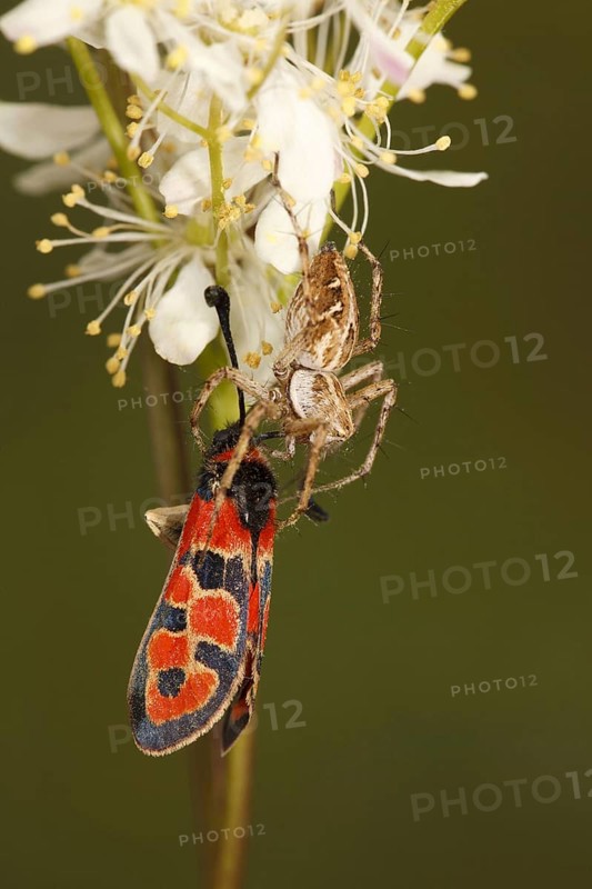 Nursery-web Spider