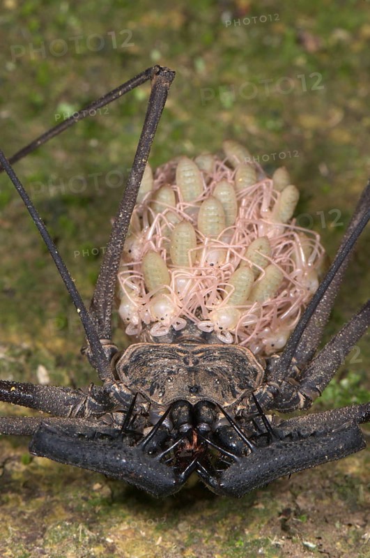 Tailless whip scorpion