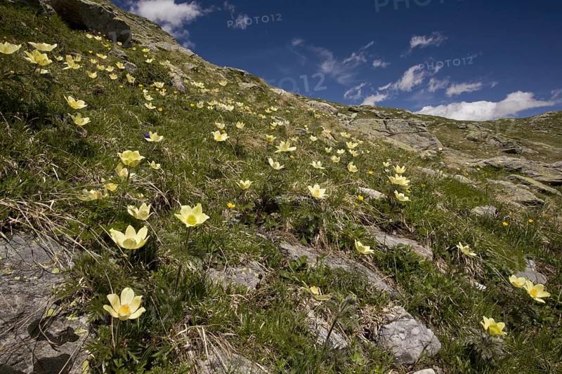 Flowering mass of Yellow Alps Pasqueflower