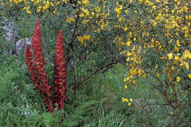 Large greater broomrape