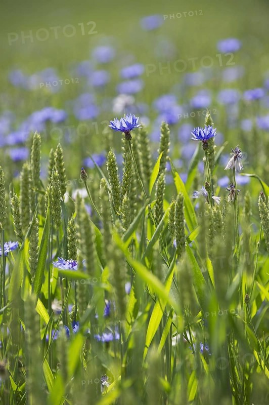 Cornflower
