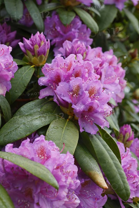 Common pontic rhododendron