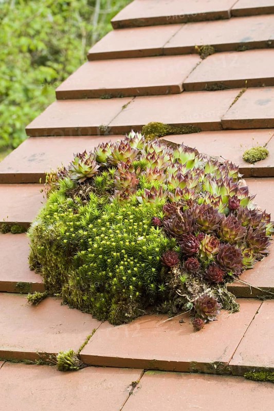 Houseleek