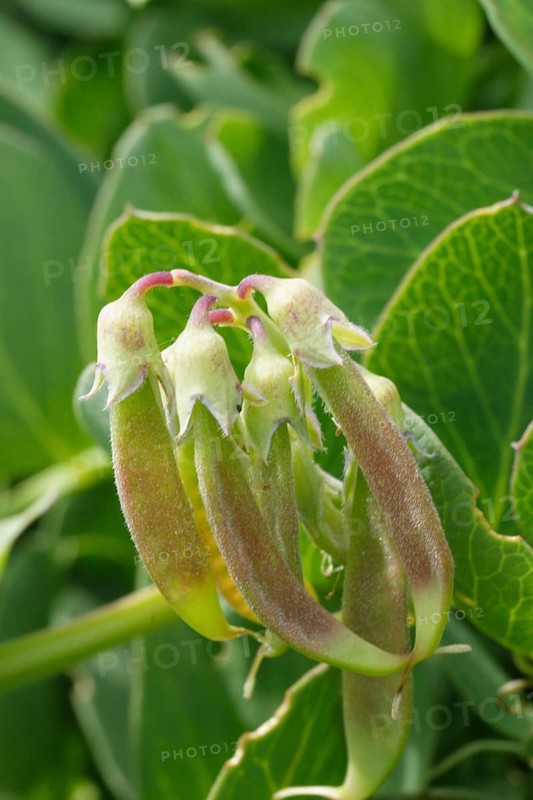 Sea Pea