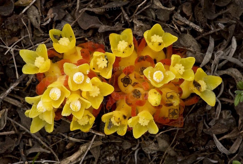 Flowering