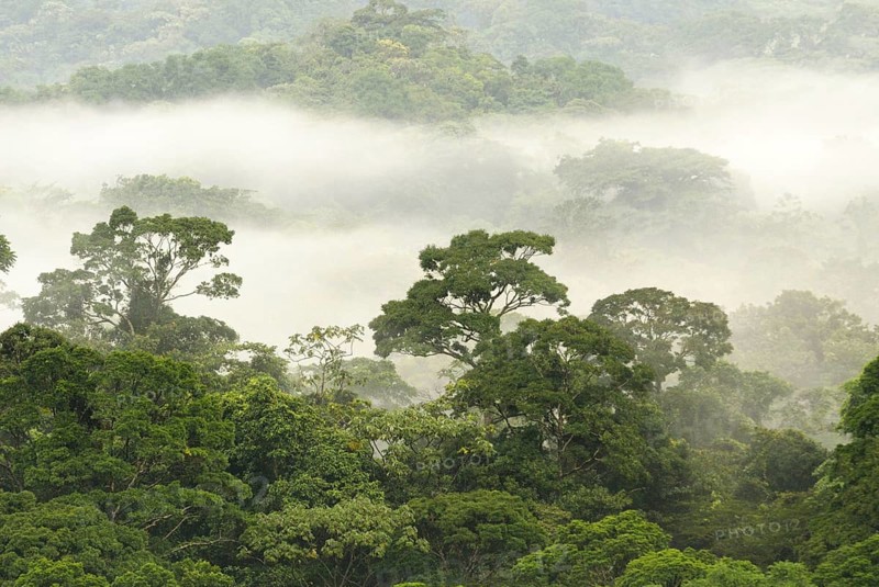 Cloudforest habitat