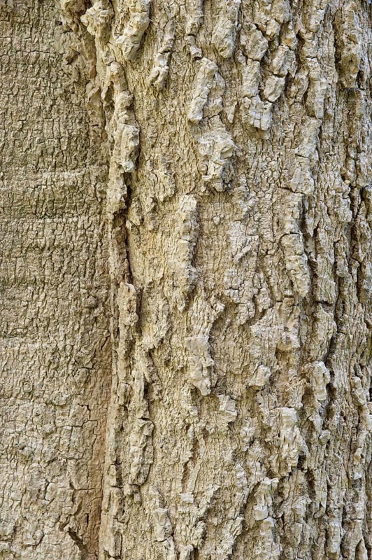 Quinine tree