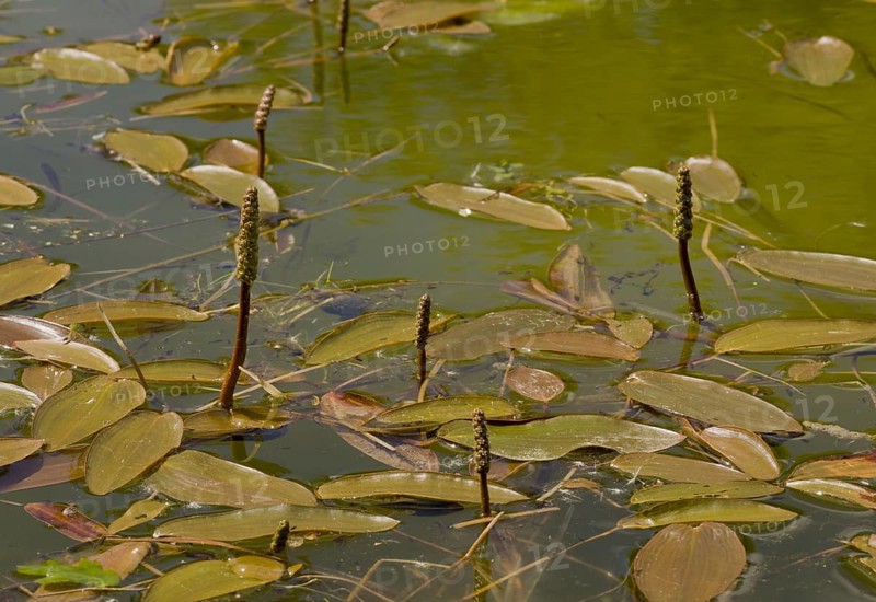 Broad-leaved Pondweed
