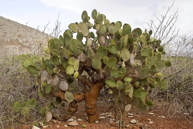 (Opuntia galapageia) var. profusa a shrubby variety only found on rabida island, Galapagos