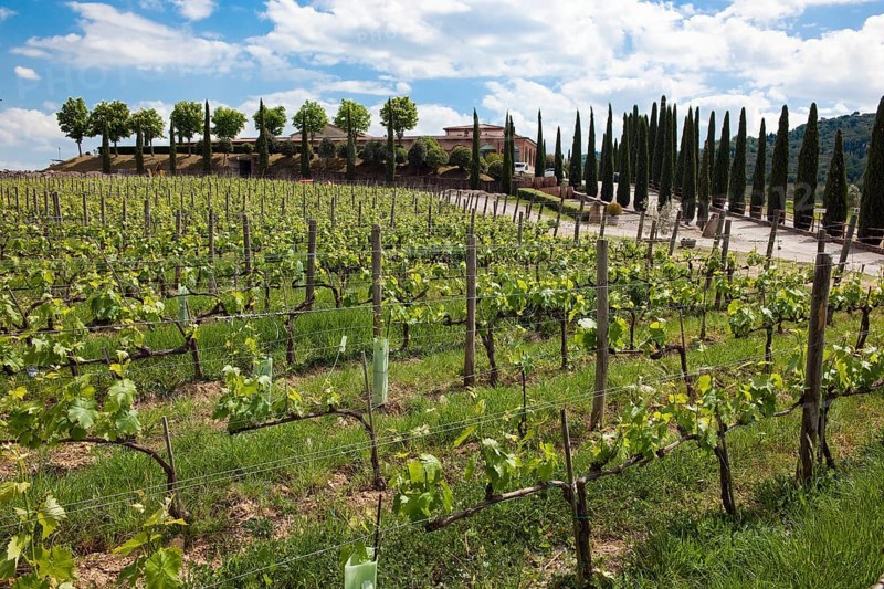 Vineyard and mediterranean cypress