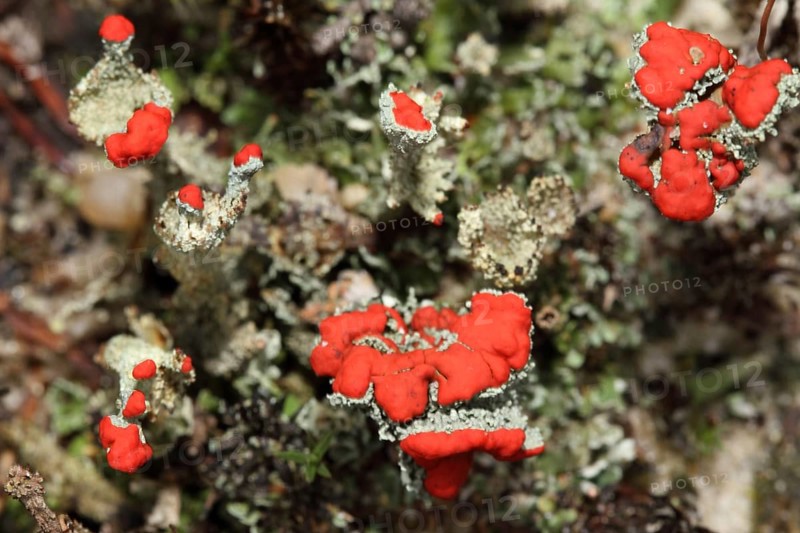 Scarlet cup lichen
