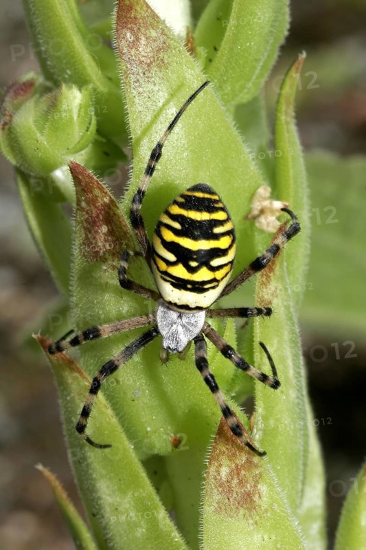 Wasp spider