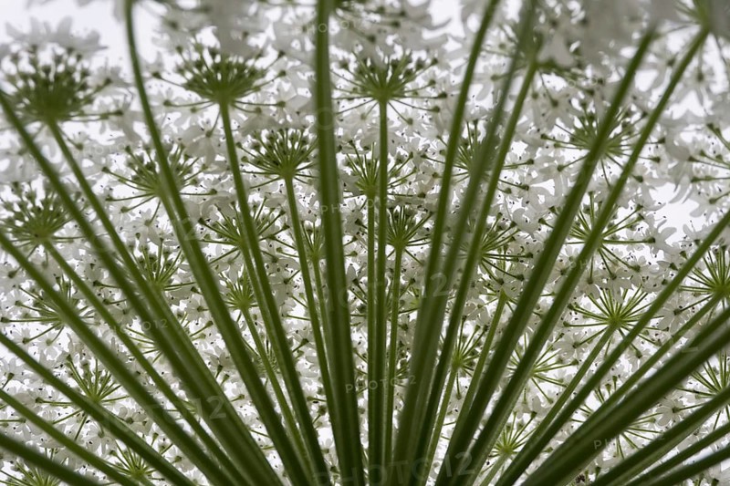Giant hogweed