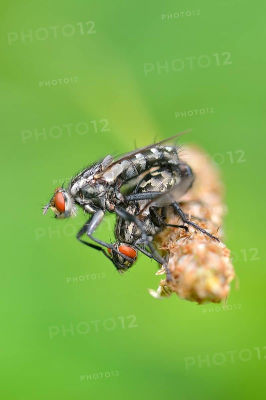 Grey flesh fly