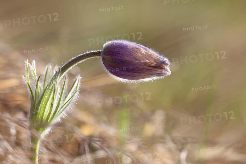 Common pasque flower