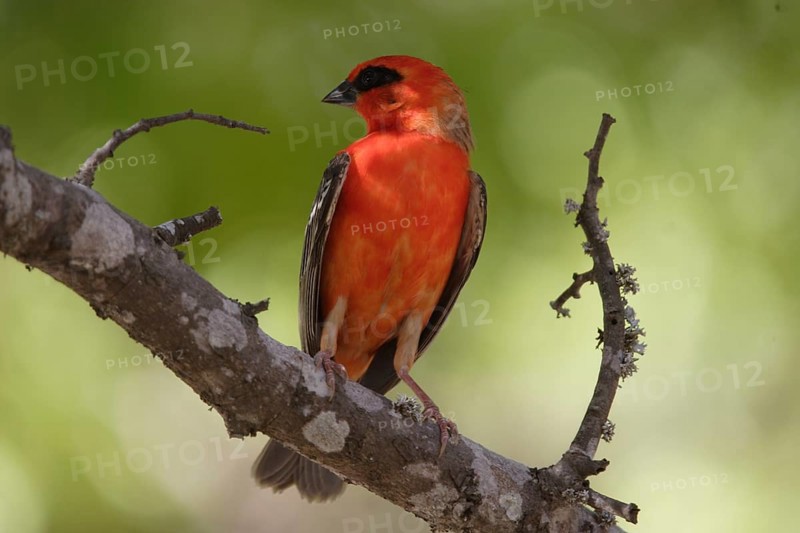 Madagascar weaver