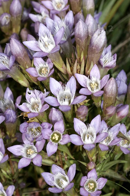 Austrian gentian